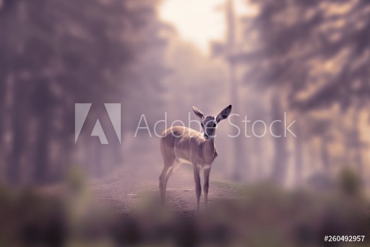 Picture of Alone small deer cub in the fog of a winter forest mountain Nature and wildlife concept with empty copy space for Editors text